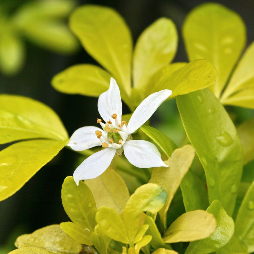 Orangenblume Sundance - Choisya ternata (Flowering)