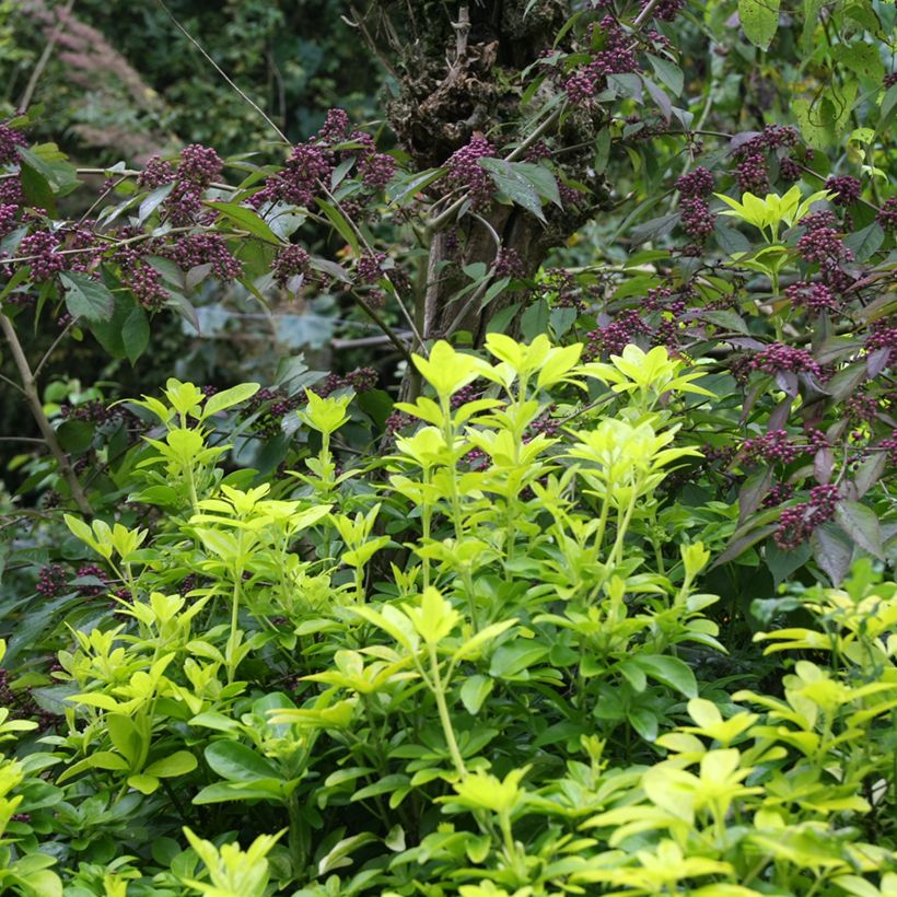 Orangenblume Sundance - Choisya ternata (Plant habit)