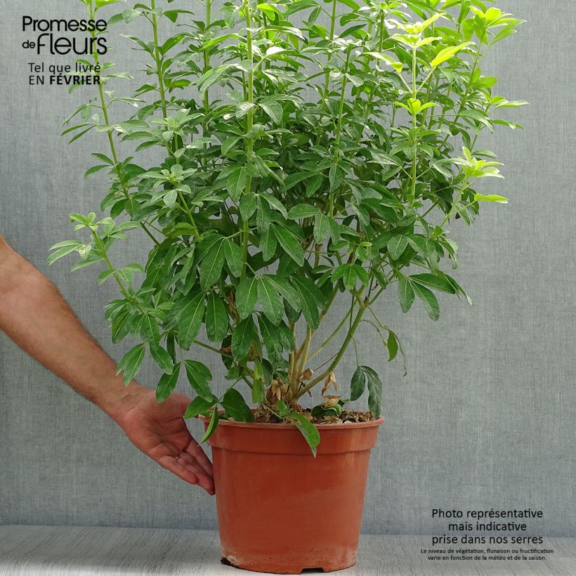 Example of Orangenblume Sundance - Choisya ternata Topf mit 7,5L/10L as you get in automne