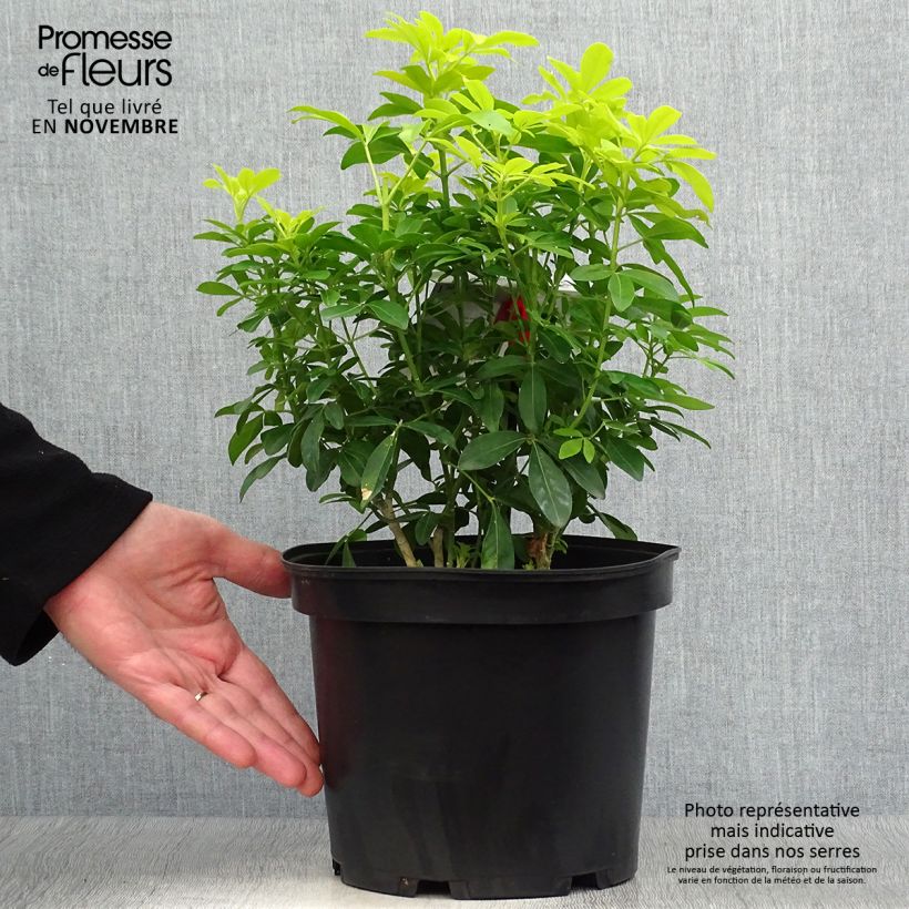 Example of Orangenblume Sundance - Choisya ternata Topf mit 4L/5L as you get in automne