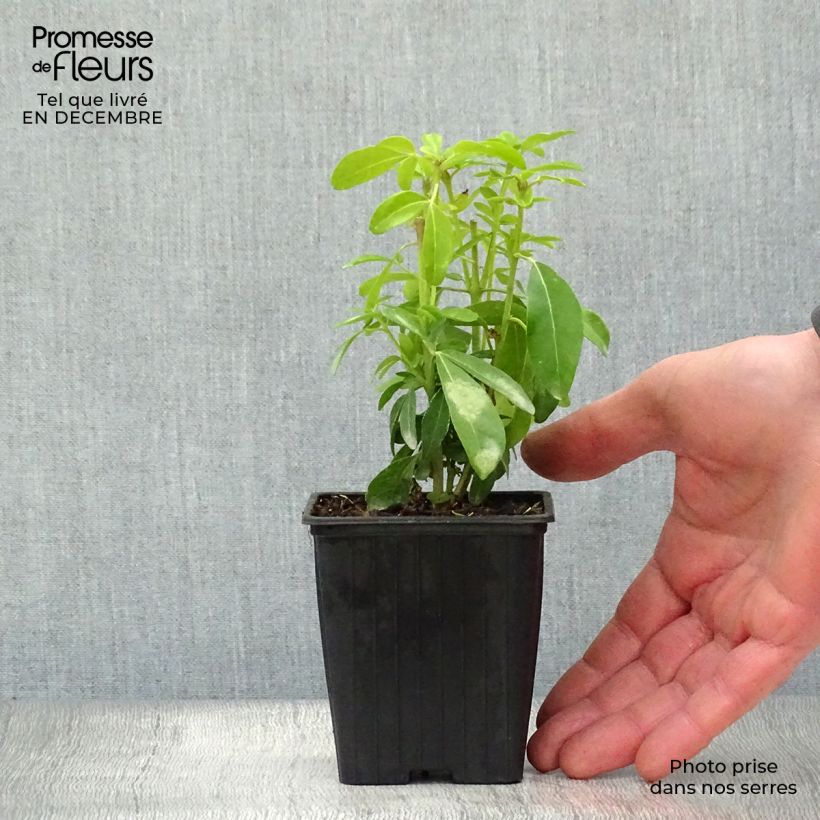 Exemplar von Orangenblume - Choisya ternata Kleine Töpfe von 8/9 cm wie im Winter geliefert