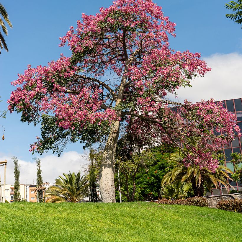 Ceiba speciosa - Florettseidenbaum (Plant habit)
