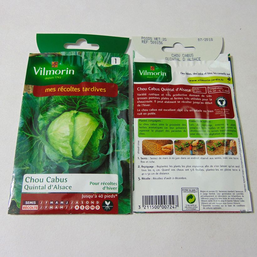 Example of Kopfkohl Quintal d'Alsace - Vilmorin per pack of 800 seeds (2g) as you get