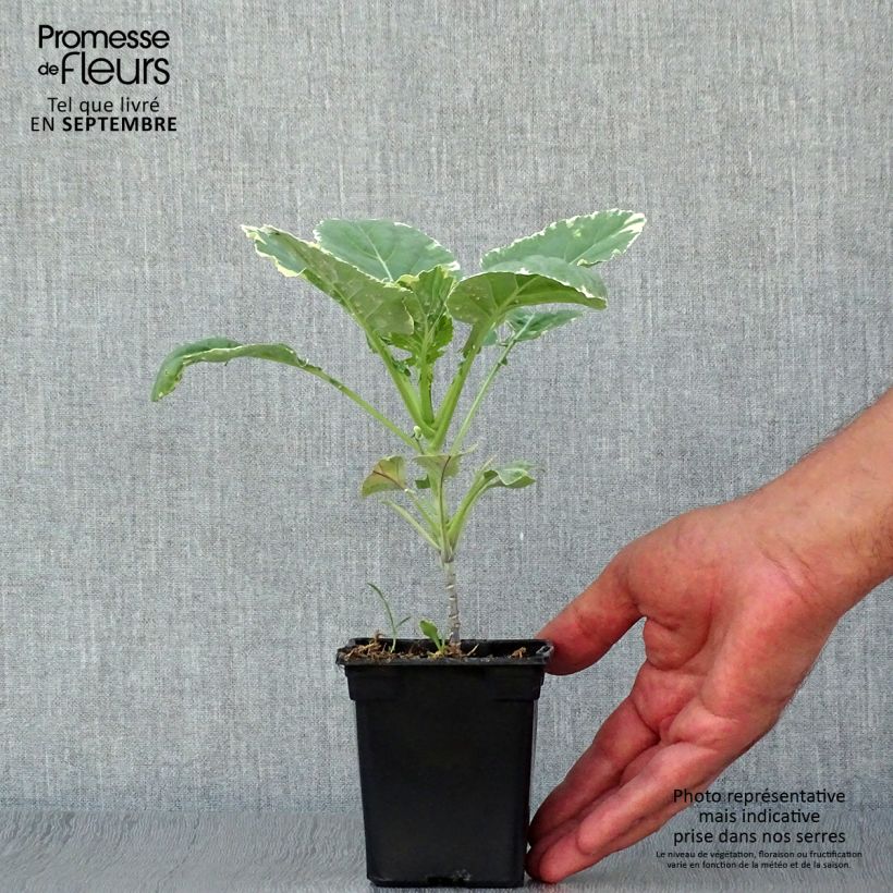 Example of Baumkohl Daubenton Popof Bio Kleine Töpfe von 8/9 cm as you get in automne