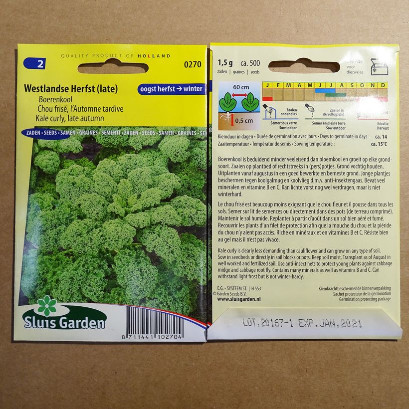 Example of Grünkohl acephala sabellica per pack of 500 seeds (1g) as you get