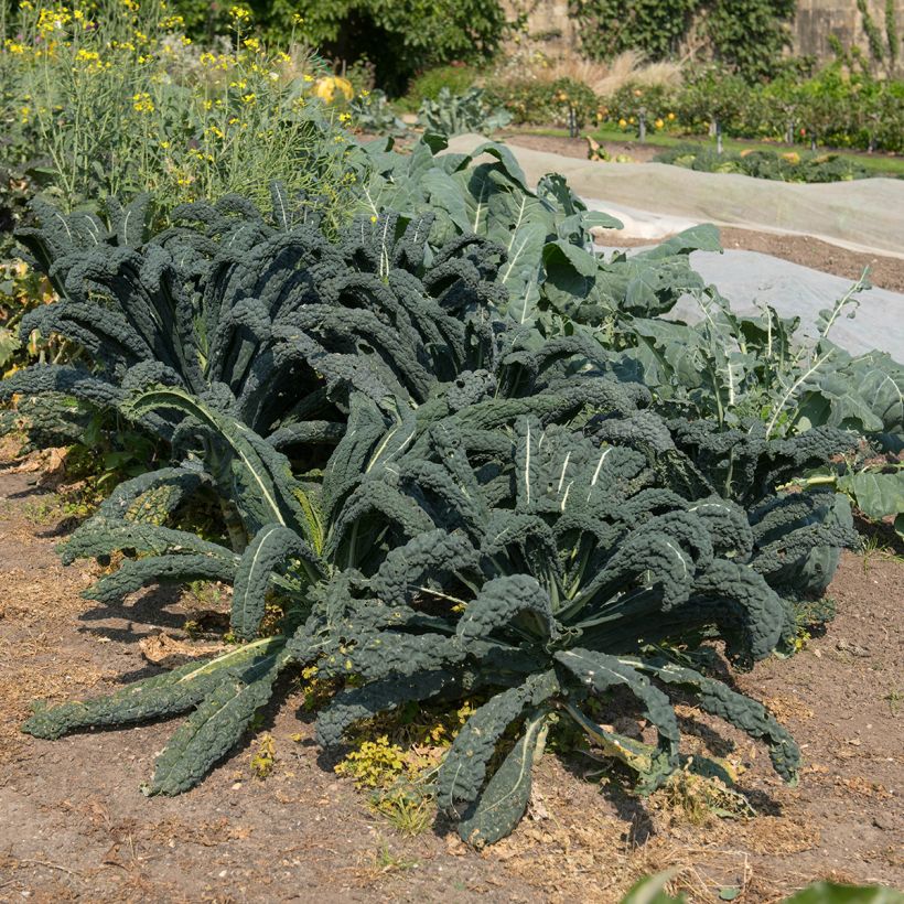 Grünkohl Nero di Toscana Bio (Plant habit)