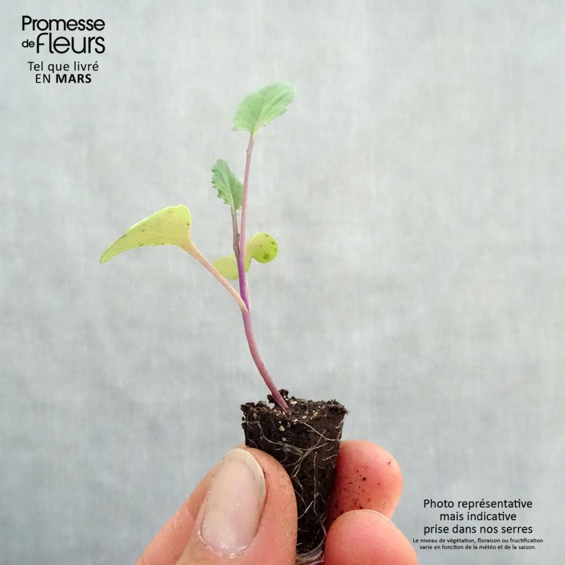 Example of Brokkoli Santee Purple Bio Mini-Plug Ø 1,5/2,5 cm as you get in printemps