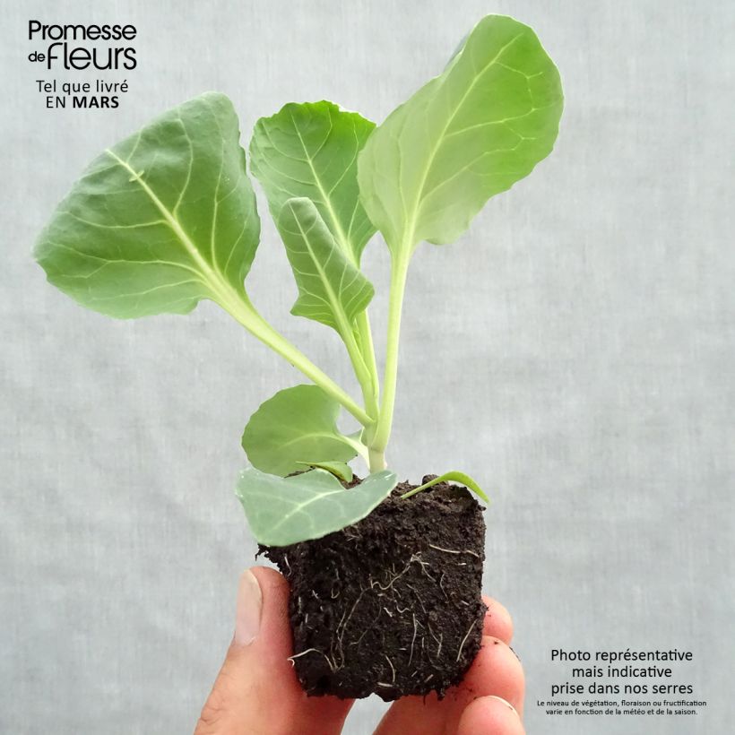 Example of Spitzkohl Poet F1 Wurzelballen 4 cm x 4,5 cm as you get in printemps