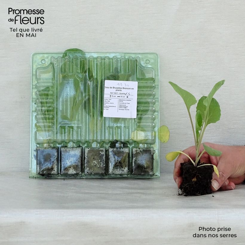 Example of Rosenkohl Bronson Wurzelballen 4 cm x 4,5 cm as you get in printemps