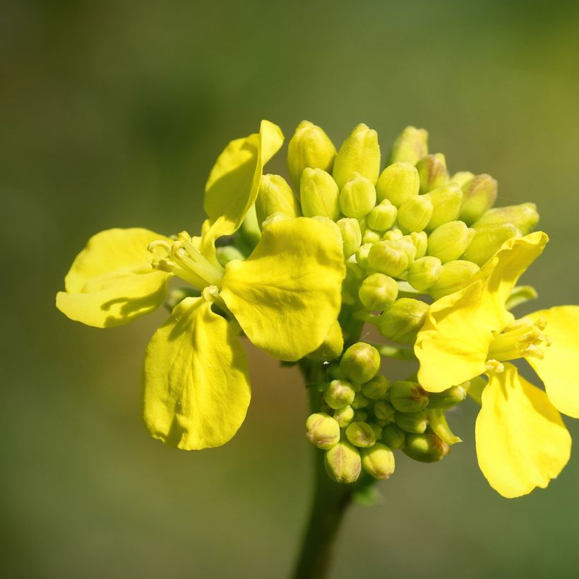China-Kohl Tsoi Sim Choy Sum (Flowering)