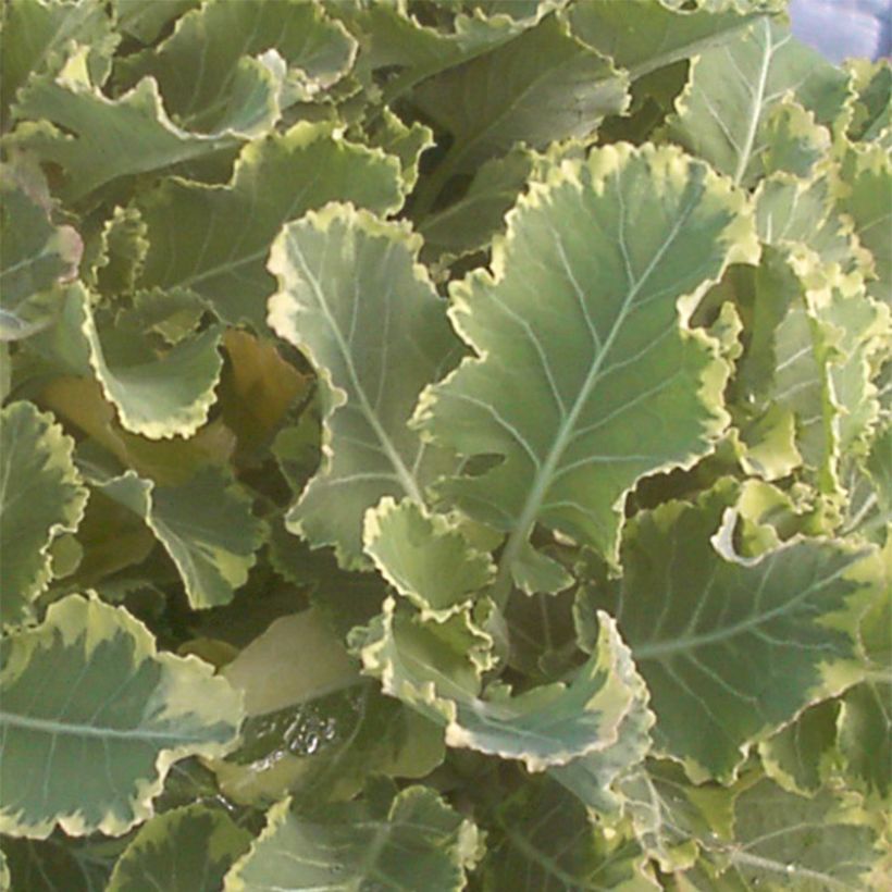 Baumkohl Daubenton Popof Bio (Foliage)