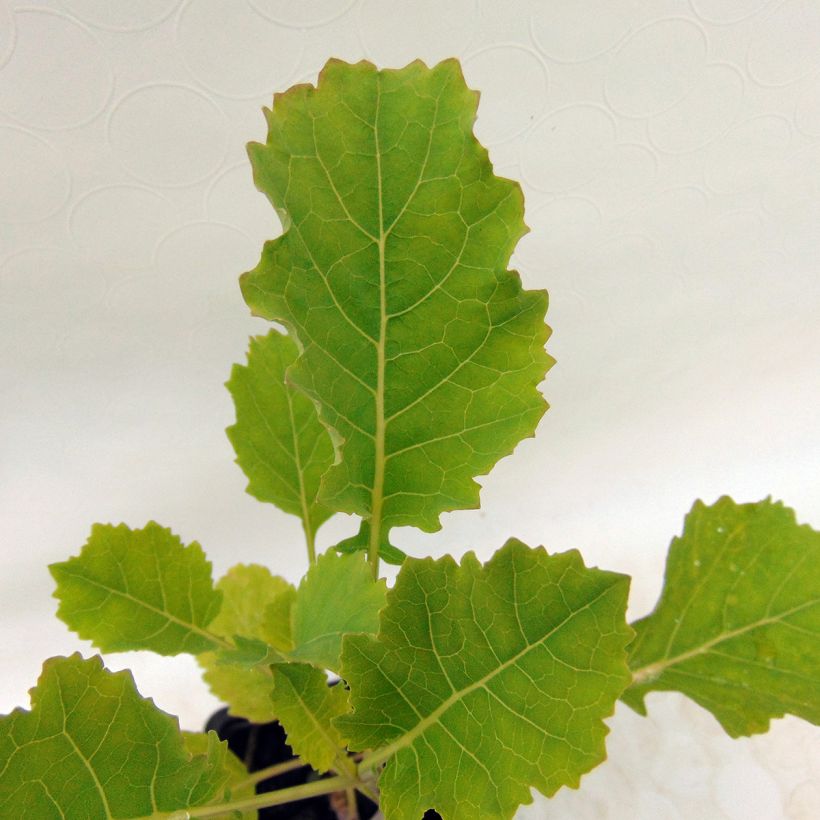 Baumkohl Daubenton BIO (Foliage)