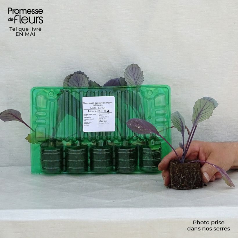 Example of Rotkohl Buscaro Wurzelballen 4 cm x 4,5 cm as you get in printemps