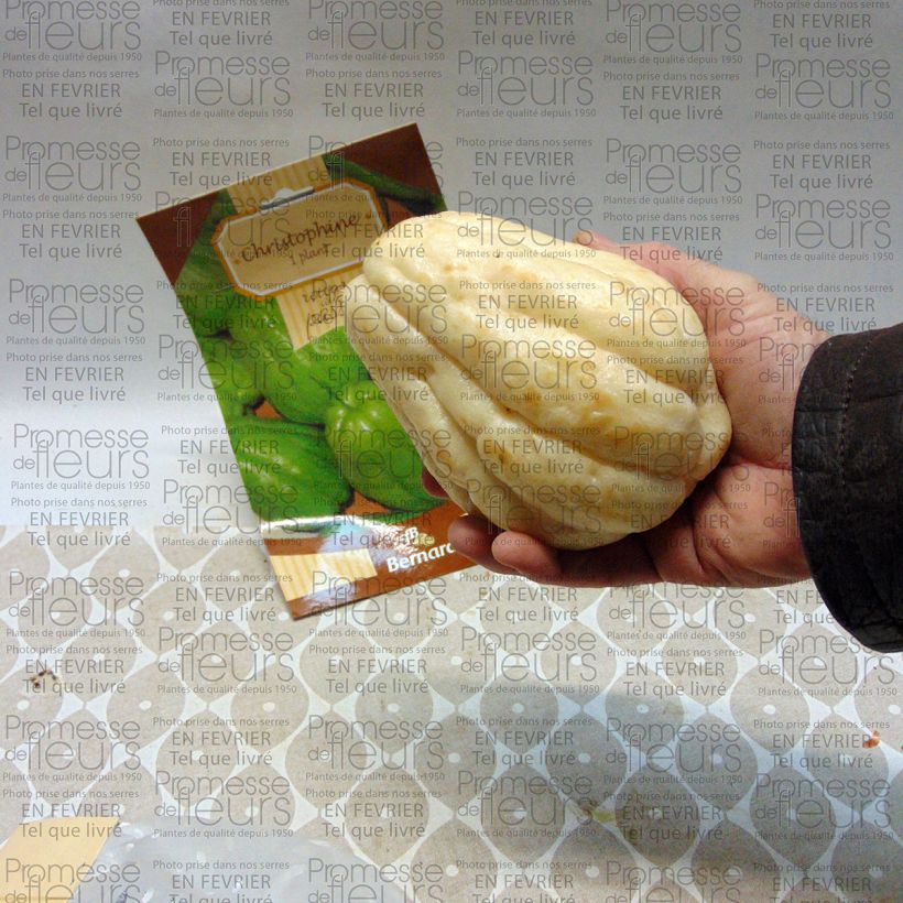 Example of Chayote - Sechium edule Stück as you get