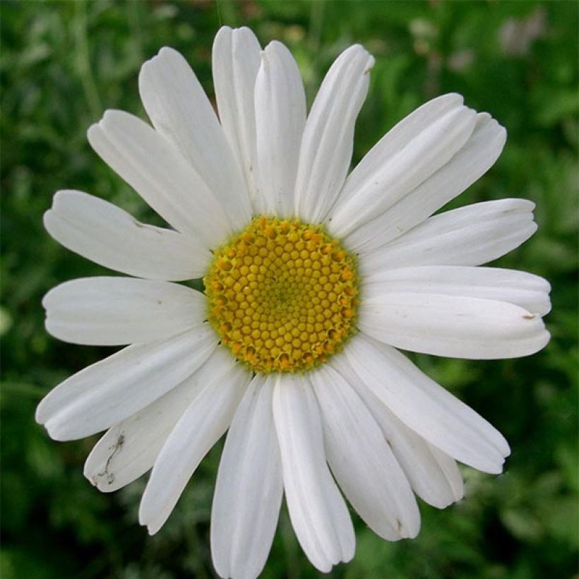 Chrysanthemum cinerariifolium - Insektenpulverpflanze (Flowering)