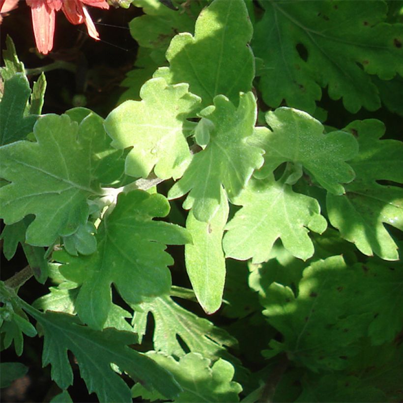 Chrysanthemum rubellum Duchess of Edimburgh - Herbst-Chrysantheme (Foliage)