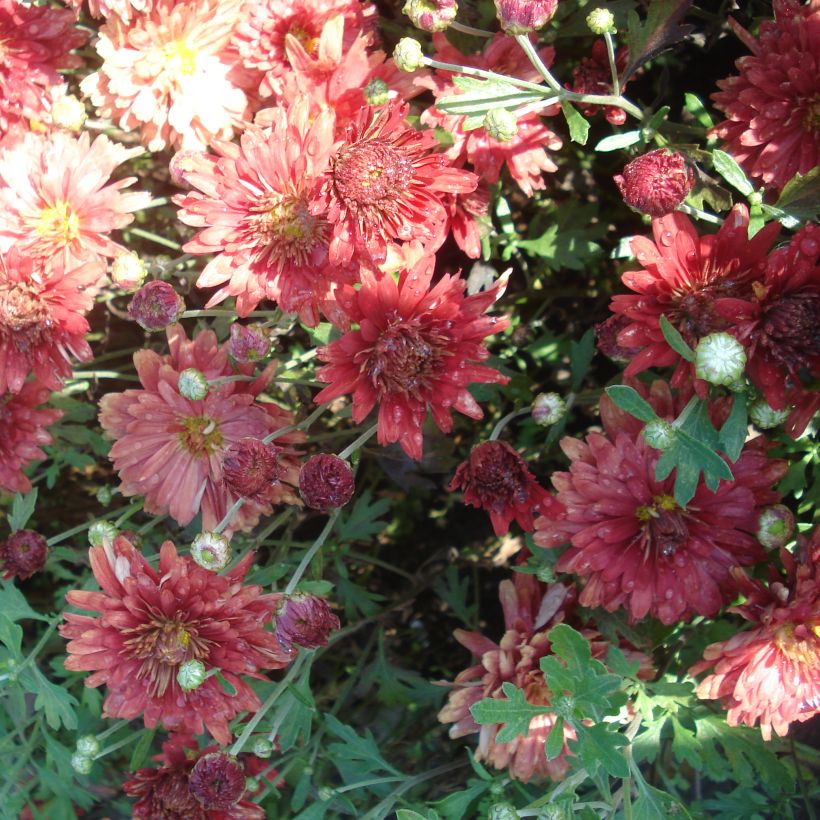 Chrysanthemum rubellum Duchess of Edimburgh - Herbst-Chrysantheme (Flowering)