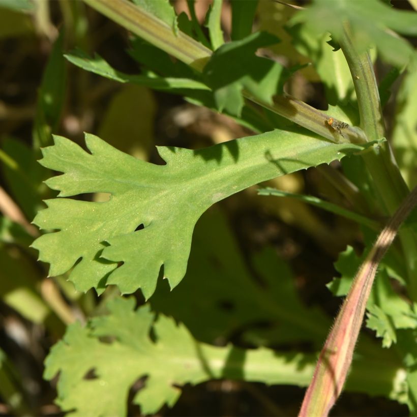 Chrysanthemum segetum - Saat-Wucherblume (Foliage)