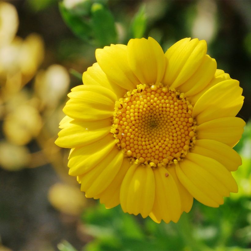 Chrysanthemum segetum - Saat-Wucherblume (Flowering)