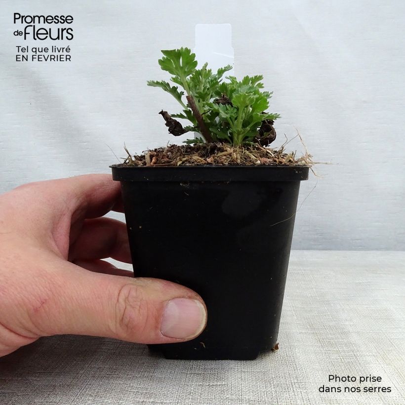 Exemplar von Chrysanthemum indicum Cedie Mason - Chrysantheme Kleine Töpfe von 8/9 cm wie im Winter geliefert