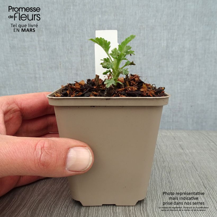 Example of Chrysanthemum Goldmarianne - Herbst-Chrysantheme Kleine Töpfe von 8/9 cm as you get in hiver