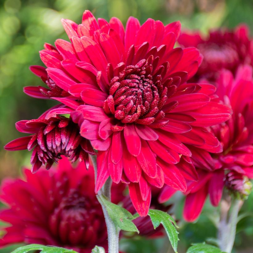 Chrysanthemum Herbstrubin - Herbst-Chrysantheme (Flowering)