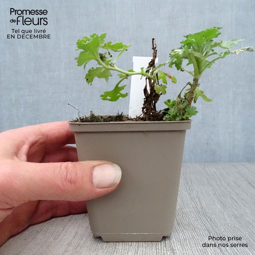 Exemplar von Chrysanthemum indicum Julia - Chrysantheme Kleine Töpfe von 8/9 cm wie im Winter geliefert