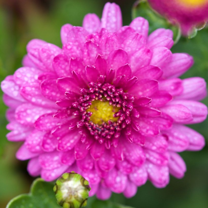 Chrysanthemum Mei Kyo - Herbst-Chrysantheme (Flowering)