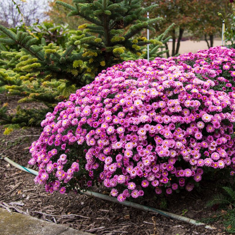 Chrysanthemum Mei Kyo - Herbst-Chrysantheme (Plant habit)