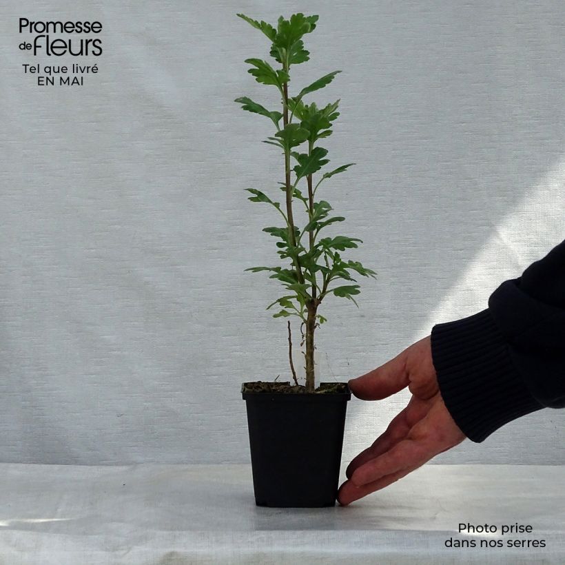 Exemplar von Chrysanthemum indicum Poesie - Chrysantheme Kleine Töpfe von 8/9 cm wie im Frühjahr geliefert