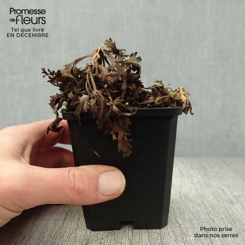 Exemplar von Chrysanthemum rubellum Clara Curtis - Herbst-Chrysantheme Kleine Töpfe von 8/9 cm wie im Winter geliefert