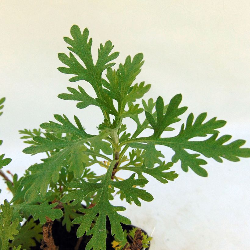 Chrysanthemum rubellum Clara Curtis - Herbst-Chrysantheme (Foliage)