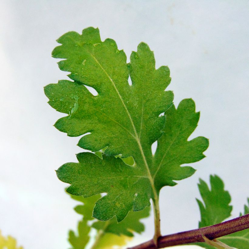 Chrysanthemum rubellum Dernier Soleil - Herbst-Chrysantheme (Foliage)