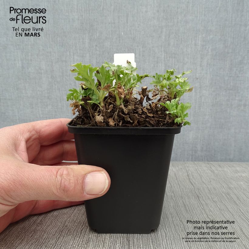 Exemplar von Chrysanthemum rubellum Dernier Soleil - Herbst-Chrysantheme Kleine Töpfe von 8/9 cm wie im Winter geliefert