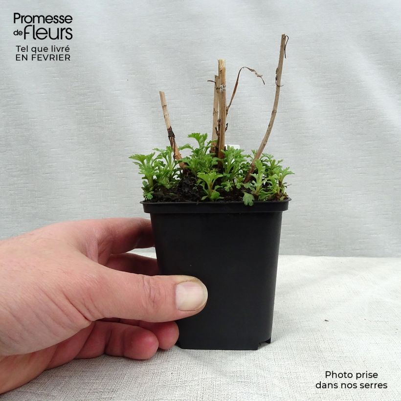 Exemplar von Chrysanthemum rubellum Duchess of Edimburgh - Herbst-Chrysantheme Kleine Töpfe von 8/9 cm wie im Winter geliefert