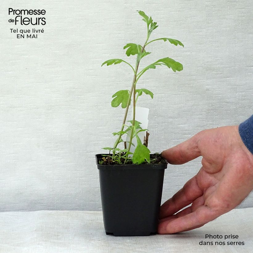 Exemplar von Chrysanthemum rubellum Duchess of Edimburgh - Herbst-Chrysantheme Kleine Töpfe von 8/9 cm wie im Frühjahr geliefert