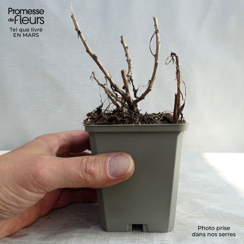 Exemplar von Chrysanthemum rubellum Mary Stoker - Herbst-Chrysantheme Kleine Töpfe von 8/9 cm wie im Frühjahr geliefert