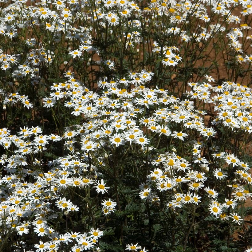 Tanacetum corymbosum - Straußmargerite (Plant habit)