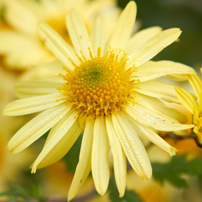 Chrysanthemum arcticum Schwefelglanz - Polar-Margerite (Flowering)