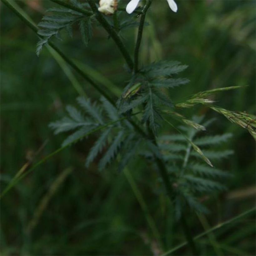 Tanacetum corymbosum - Straußmargerite (Foliage)