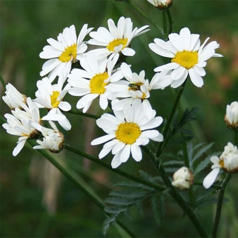 Tanacetum corymbosum - Straußmargerite (Flowering)