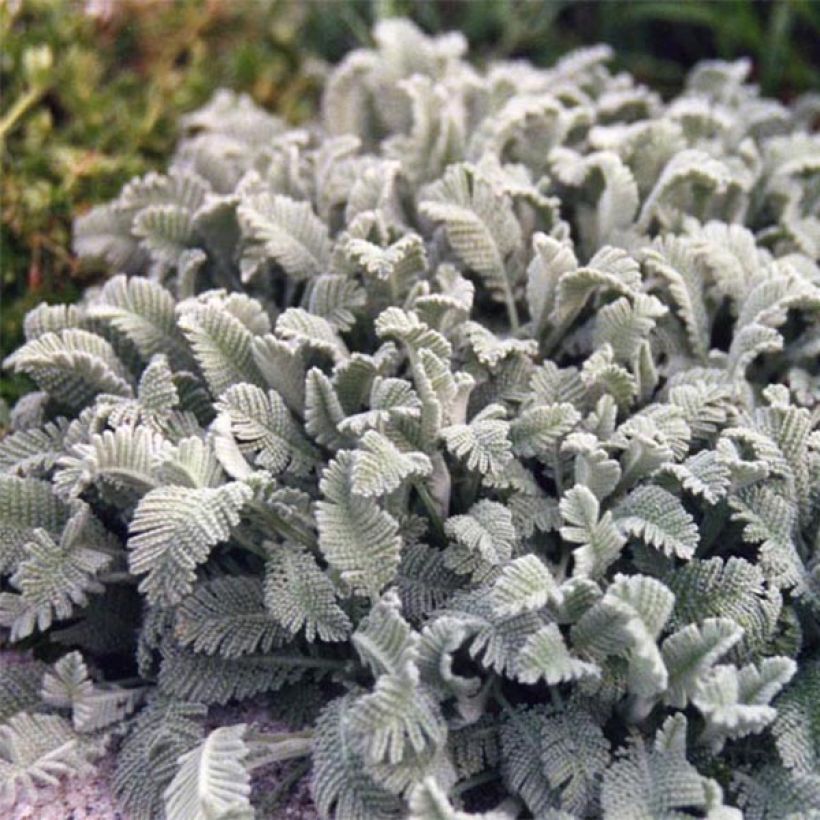 Tanacetum haradjanii - Silberblatt-Margerite (Plant habit)