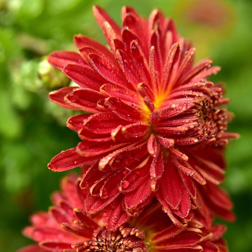 Chrysanthemum indicum Brennpunkt - Chrysantheme (Flowering)