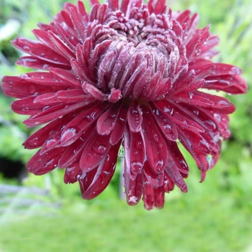 Chrysanthemum indicum Cedie Mason - Chrysantheme (Flowering)