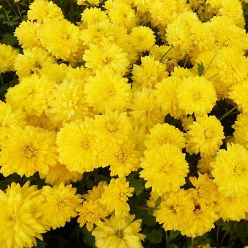 Chrysanthemum Citronella - Herbst-Chrysantheme (Flowering)