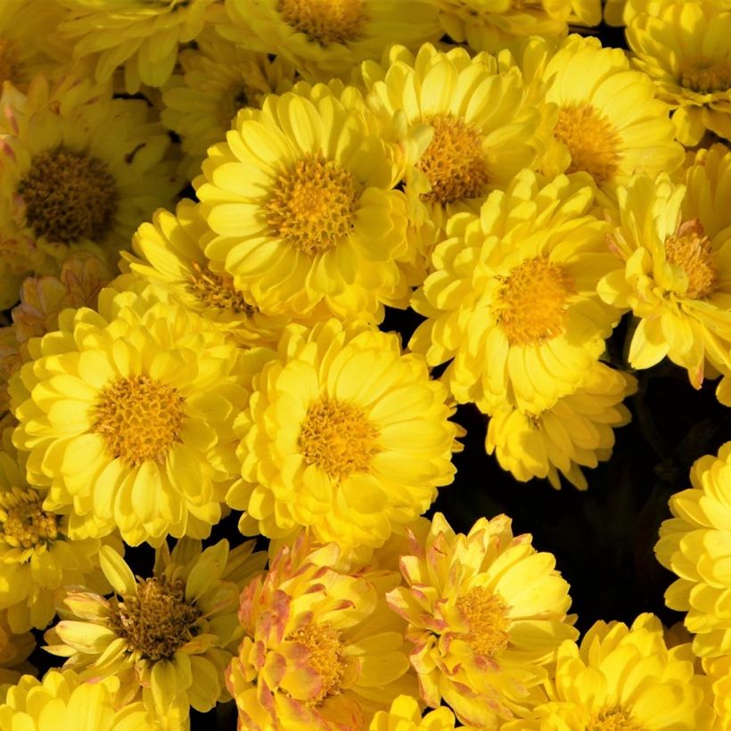 Chrysanthemum Goldmarianne - Herbst-Chrysantheme (Flowering)