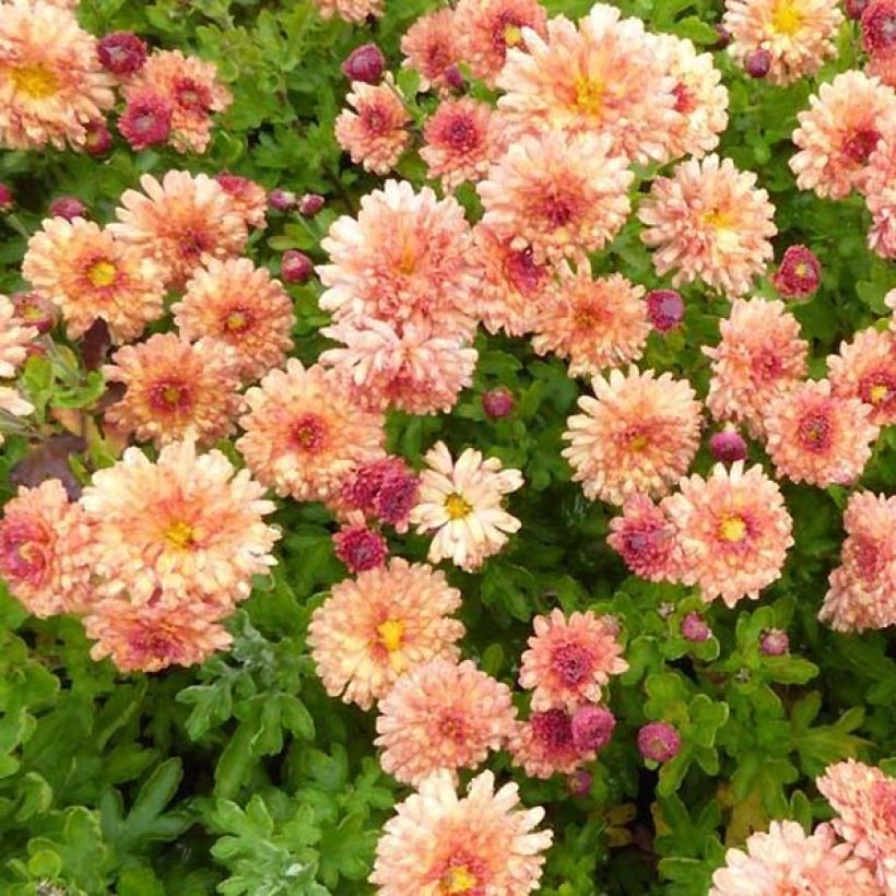 Chrysanthemum indicum Herbstbrokat - Chrysantheme (Foliage)