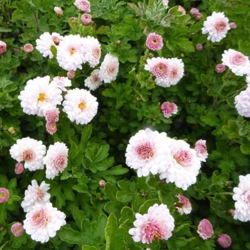 Chrysanthemum indicum Julia - Chrysantheme (Flowering)