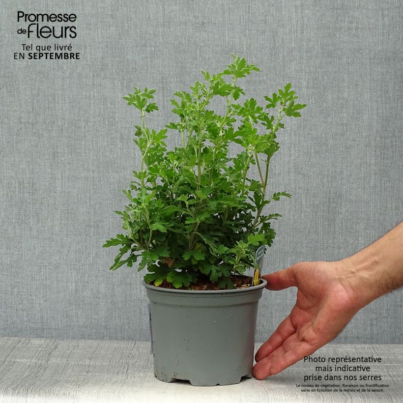 Example of Chrysanthemum Nantyderry Sunshine - Herbst-Chrysantheme Topf mit 2L/3L as you get in automne