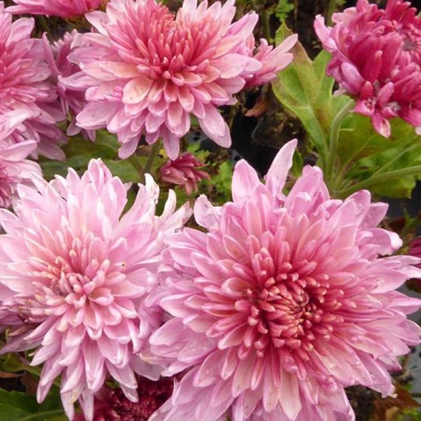 Chrysanthemum indicum Orchid Helen - Chrysantheme (Flowering)